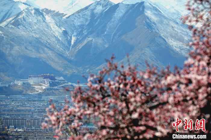 从帕邦喀远眺布达拉宫。 江飞波 摄  绝美四月 西藏拉萨古寺桃花盛开