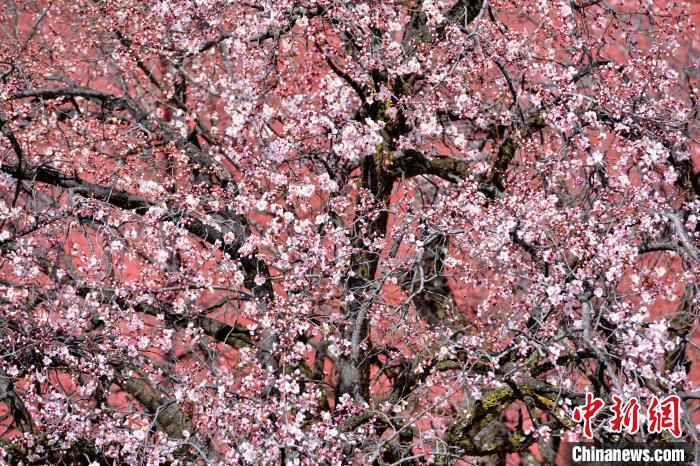 拉萨帕邦喀的古树桃花。 江飞波 摄  绝美四月 西藏拉萨古寺桃花盛开