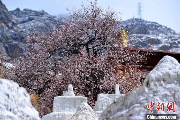 据悉,帕邦喀藏语意为“巨石上的宫殿”。 江飞波 摄  绝美四月 西藏拉萨古寺桃花盛开